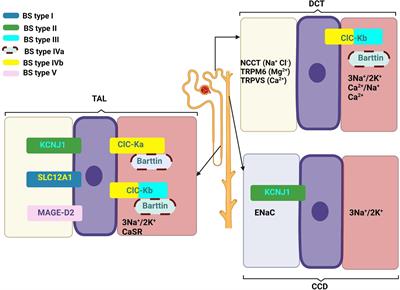 Genetic Heterogeneity in Bartter Syndrome: Clinical and Practical Importance